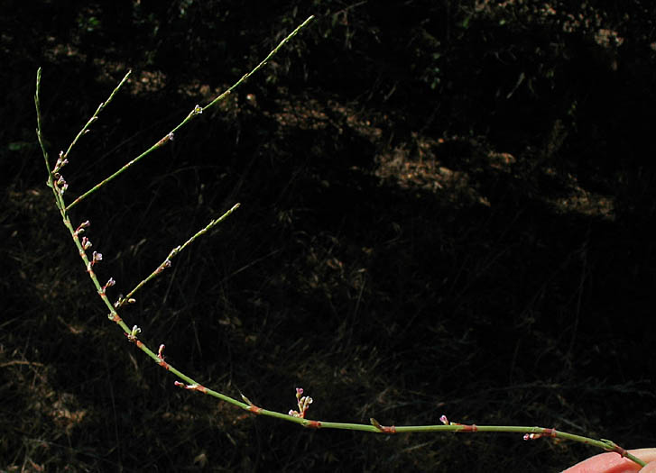 Detailed Picture 3 of Persian Knotweed