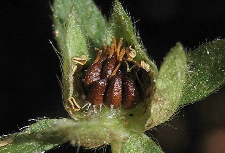 Detailed Picture 7 of English Cinquefoil