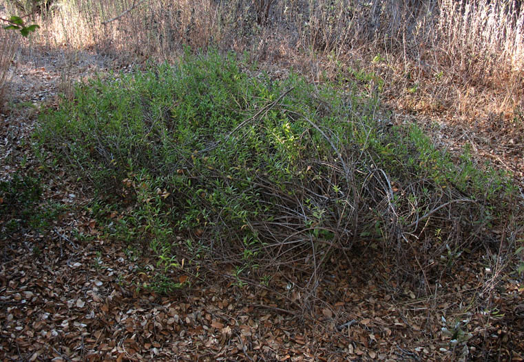 Detailed Picture 5 of San Diego Marsh-elder