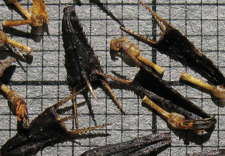 Detailed Picture 6 of Bur-Marigold