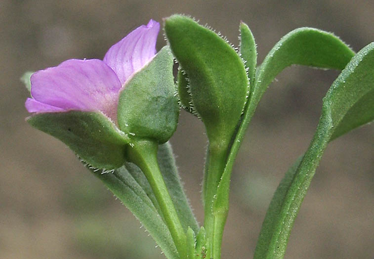 Detailed Picture 3 of Red Maids