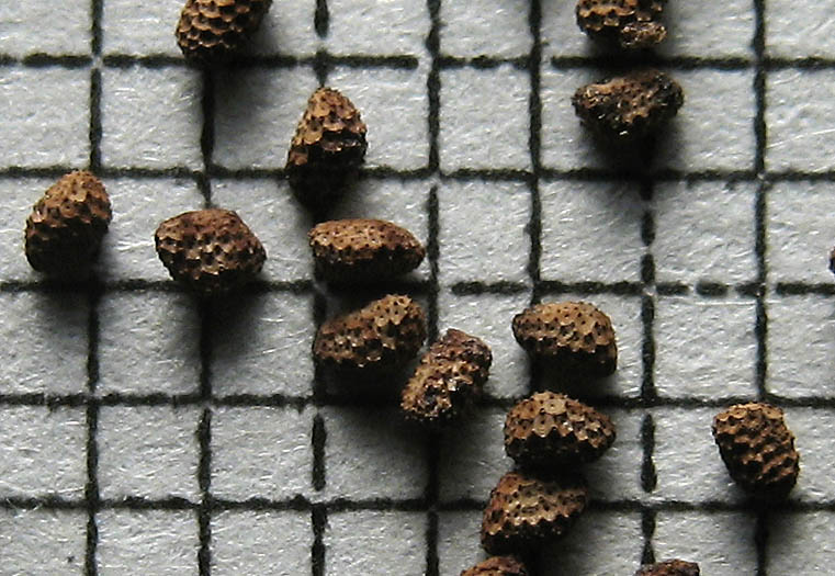 Detailed Picture 8 of Sticky Phacelia