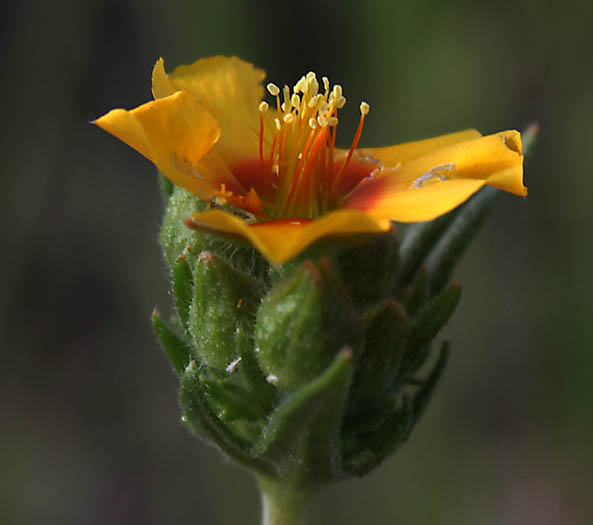 Detailed Picture 3 of Veatch's Blazing Star